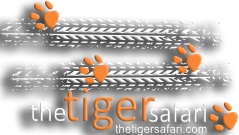 The Tiger Safari