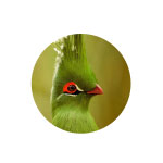 Livingstone Safari Tanzania