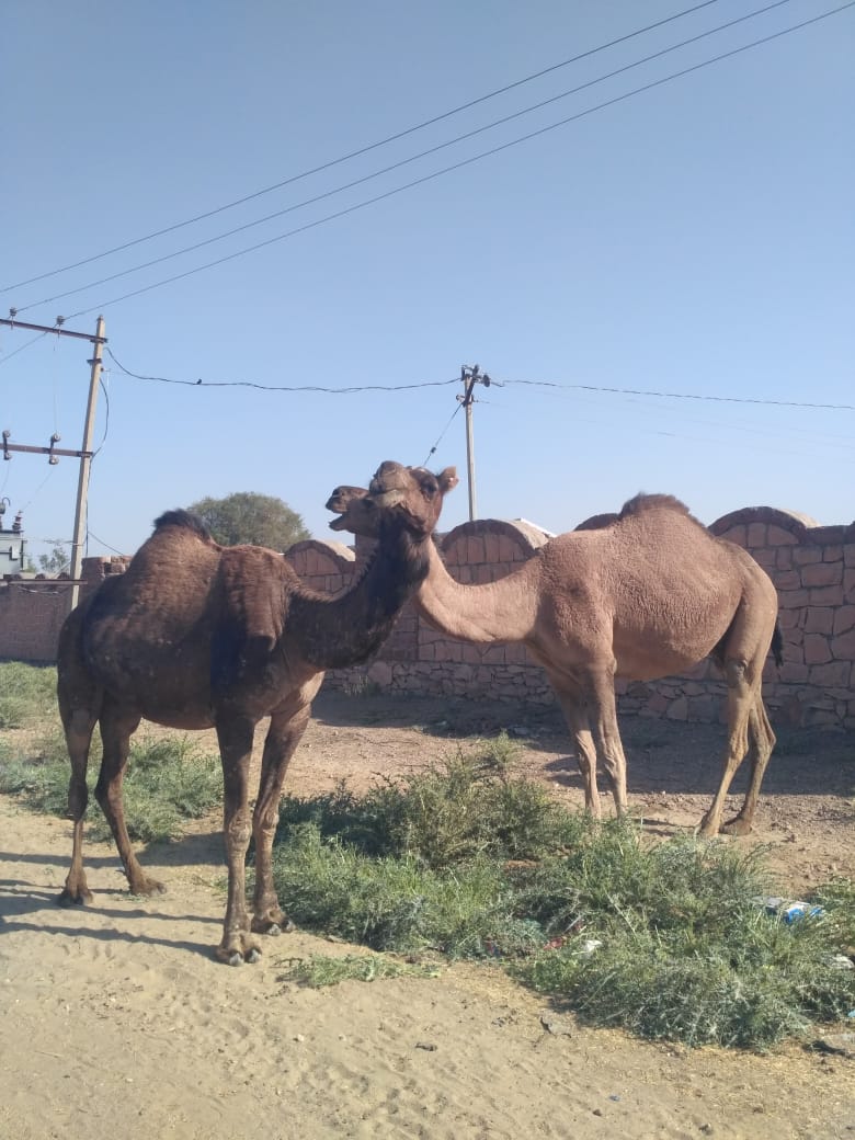 Jodhpur Tours