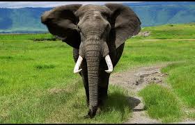 Kitonga Tours and safaris