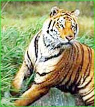 Palamau Tiger Reserve