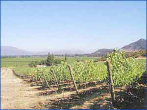 Top Tourist Places To Visit in Colchagua