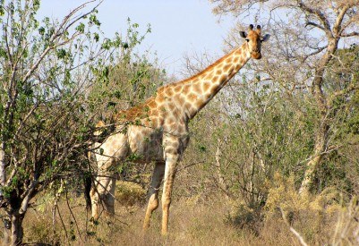 Top Tourist Places To Visit in Maun