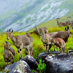 Munnar