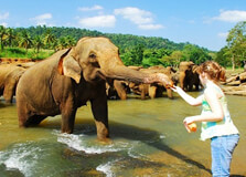 Top Tourist Places To Visit in Pinnawala