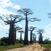 Top Tourist Places To Visit in Morondava