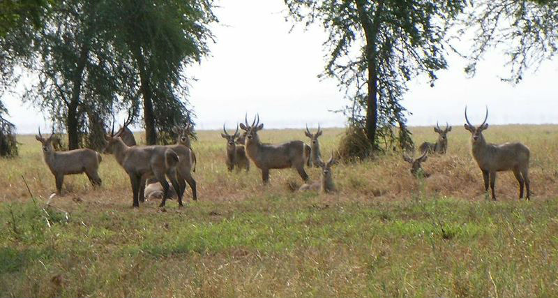 Top Tourist Places To Visit in Gorongosa