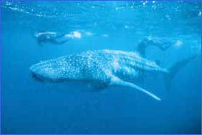 Top Tourist Places To Visit in Ningaloo Coast